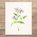 Unframed Botanical Prints 6pc - Florals