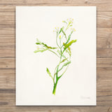 Unframed Botanical Prints 6pc - Florals
